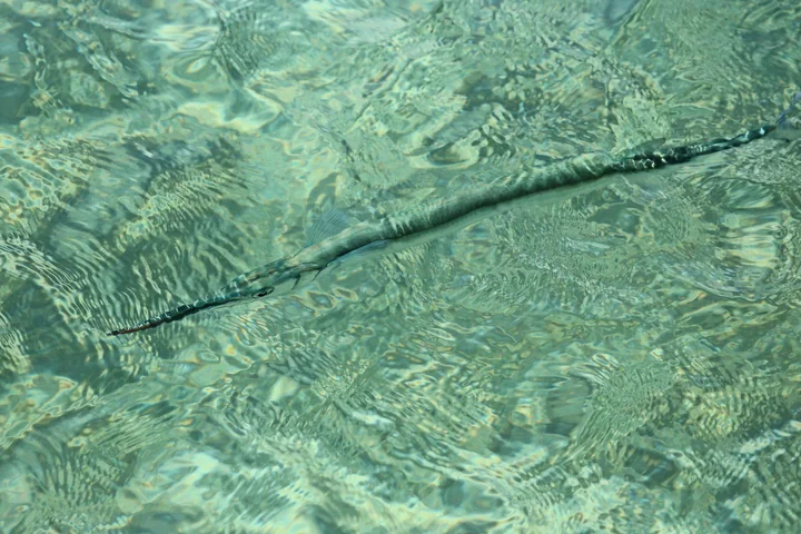 Keeltail needlefish swimming just below the water surface