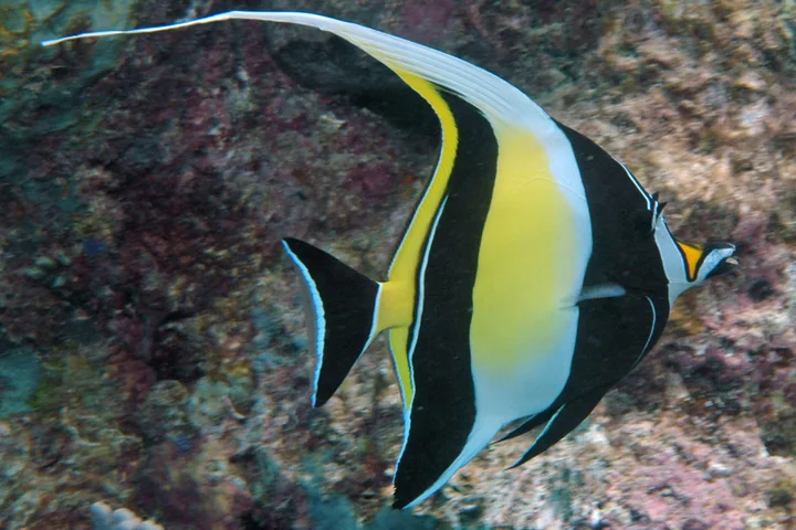 Kihikihi, or Moorish idol, with black white and yellow bands and a long dorsal streamer