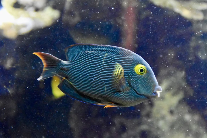 Kole goldring surgeonfish with fine blue lines and yellow ring around the eye