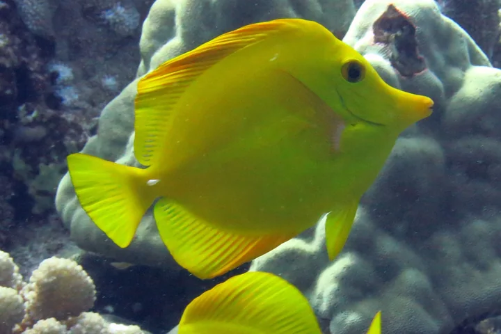 Lauipala yellow tang swimming above coral