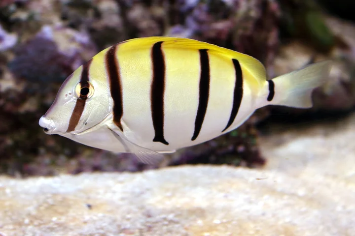 Manini, or convict tang, with bold black vertical bars