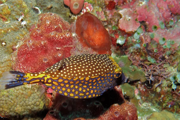 Male spotted boxfish with blue body and yellow spots