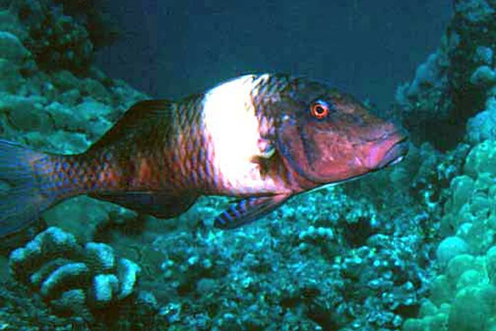 Moano manybar goatfish with broad pale body band