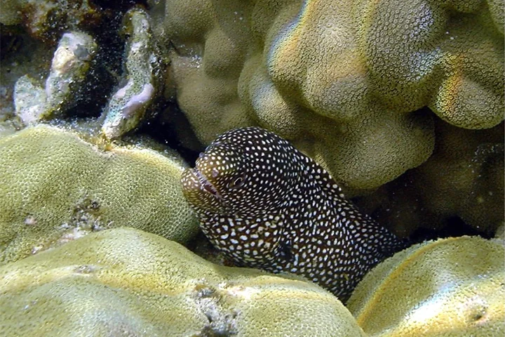 Puhi whitemouth moray eel resting between coral heads