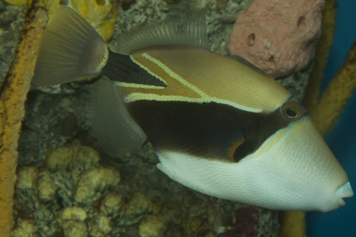 Reef triggerfish with angular body and geometric markings