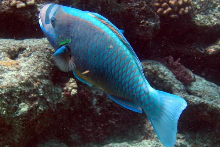 Colorful spectacled parrotfish, an example of an uhu species