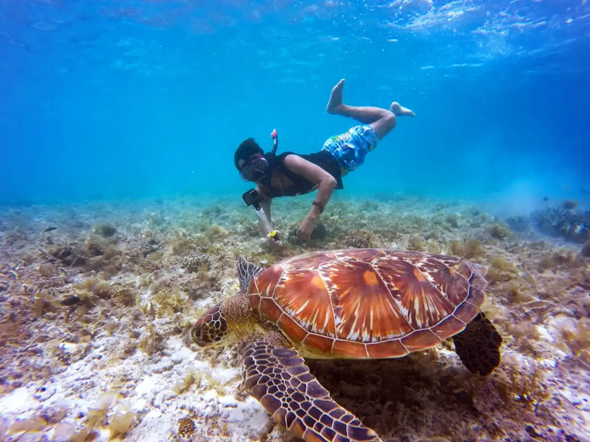 Green sea turtle swimming near a snorkeler