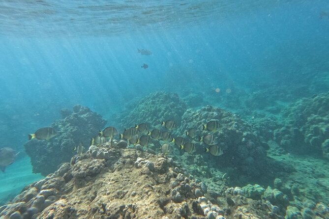 Hanauma Bay guided snorkeling tour